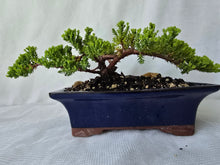 Load image into Gallery viewer, Bonsai Juniper Procumbens Nana
