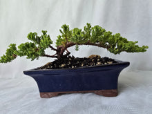 Load image into Gallery viewer, Bonsai Juniper Procumbens Nana
