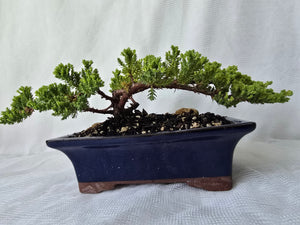 Bonsai Juniper Procumbens Nana