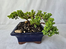 Load image into Gallery viewer, Bonsai Juniper Procumbens Nana
