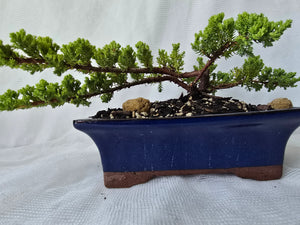 Bonsai Juniper Procumbens Nana