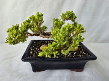 Load image into Gallery viewer, Bonsai Juniper Procumbens Nana
