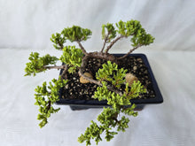 Load image into Gallery viewer, Bonsai Juniper Procumbens Nana
