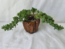 Load image into Gallery viewer, Bonsai Juniper Procumbens Nana
