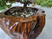 Load image into Gallery viewer, Bonsai Juniper Procumbens Nana
