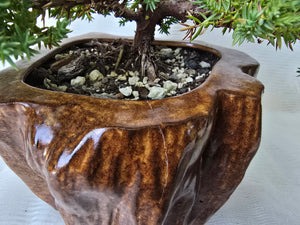 Bonsai Juniper Procumbens Nana