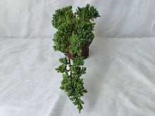 Load image into Gallery viewer, Bonsai Juniper Procumbens Nana
