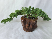 Load image into Gallery viewer, Bonsai Juniper Procumbens Nana
