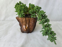 Load image into Gallery viewer, Bonsai Juniper Procumbens Nana
