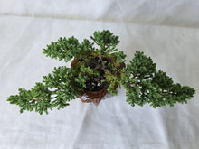 Load image into Gallery viewer, Bonsai Juniper Procumbens Nana
