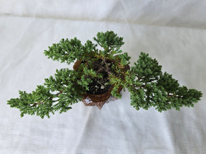 Bonsai Juniper Procumbens Nana