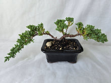 Load image into Gallery viewer, Bonsai Juniper Procumbens Nana
