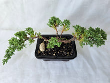 Load image into Gallery viewer, Bonsai Juniper Procumbens Nana
