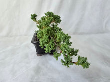 Load image into Gallery viewer, Bonsai Juniper Procumbens Nana
