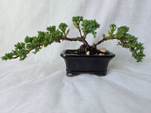 Load image into Gallery viewer, Bonsai Juniper Procumbens Nana
