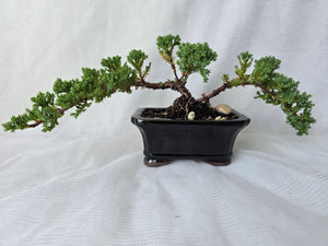 Bonsai Juniper Procumbens Nana