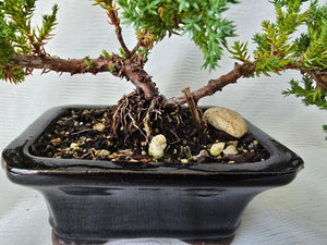 Bonsai Juniper Procumbens Nana