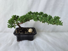 Load image into Gallery viewer, Bonsai Juniper Procumbens Nana
