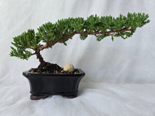 Load image into Gallery viewer, Bonsai Juniper Procumbens Nana
