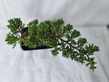 Load image into Gallery viewer, Bonsai Juniper Procumbens Nana
