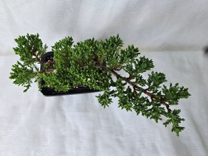 Bonsai Juniper Procumbens Nana