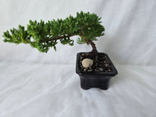 Load image into Gallery viewer, Bonsai Juniper Procumbens Nana
