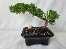 Load image into Gallery viewer, Bonsai Juniper Procumbens Nana
