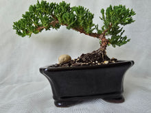 Load image into Gallery viewer, Bonsai Juniper Procumbens Nana
