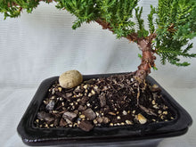 Load image into Gallery viewer, Bonsai Juniper Procumbens Nana
