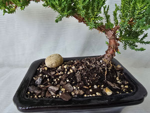 Bonsai Juniper Procumbens Nana