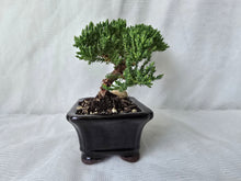 Load image into Gallery viewer, Bonsai Juniper Procumbens Nana
