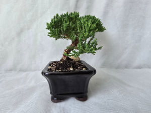 Bonsai Juniper Procumbens Nana