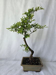 Bonsai Chinese Elm