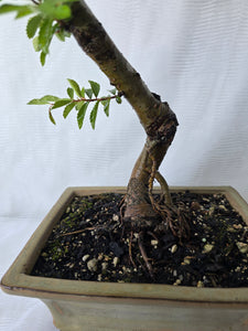 Bonsai Chinese Elm