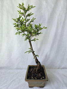 Bonsai Chinese Elm