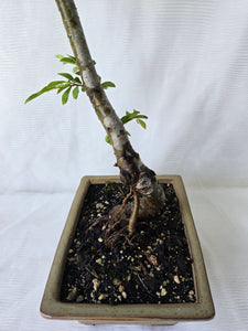 Bonsai Chinese Elm