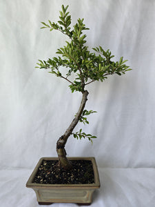 Bonsai Chinese Elm