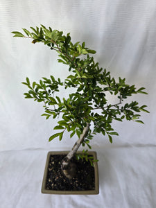 Bonsai Chinese Elm