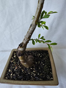 Bonsai Chinese Elm