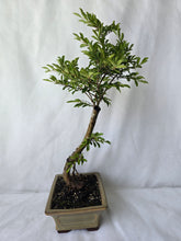 Load image into Gallery viewer, Bonsai Chinese Elm
