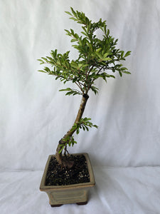 Bonsai Chinese Elm