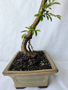 Bonsai Chinese Elm