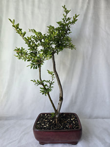 Bonsai Chinese Elm