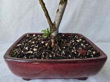 Load image into Gallery viewer, Bonsai Chinese Elm
