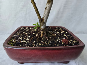 Bonsai Chinese Elm