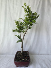 Load image into Gallery viewer, Bonsai Chinese Elm
