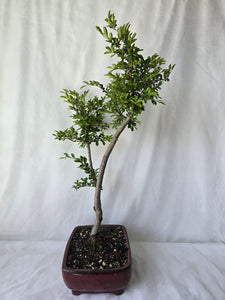 Bonsai Chinese Elm