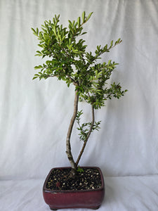 Bonsai Chinese Elm