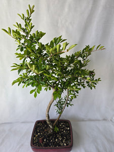 Bonsai Chinese Elm