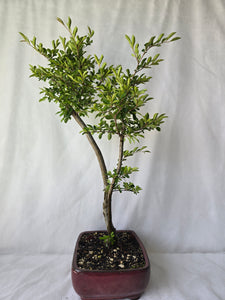 Bonsai Chinese Elm